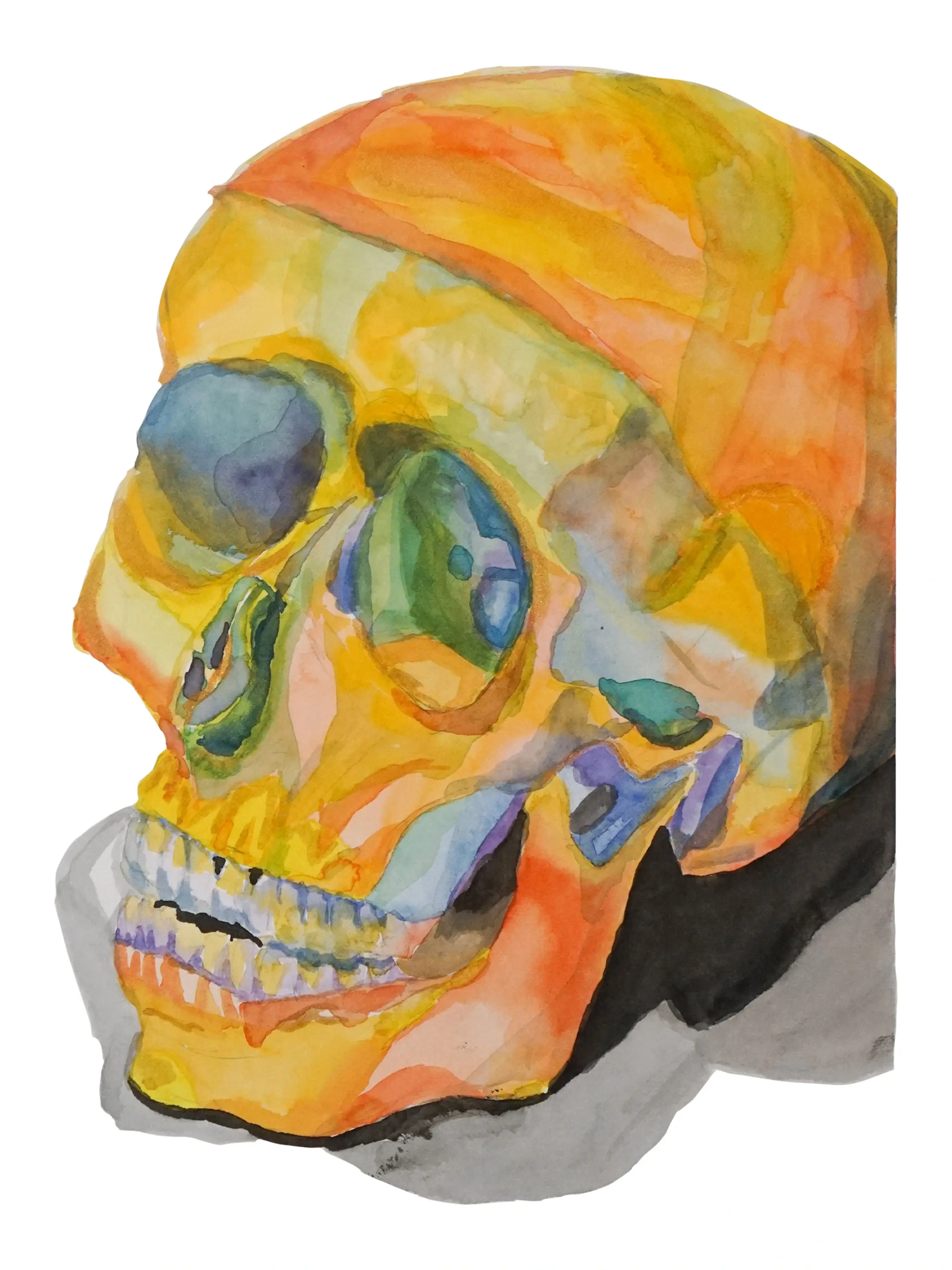 Skull still-life painted in watercolor.